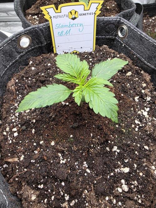 Slamberry - Speedrun Seeds. Week 2 - Day 12