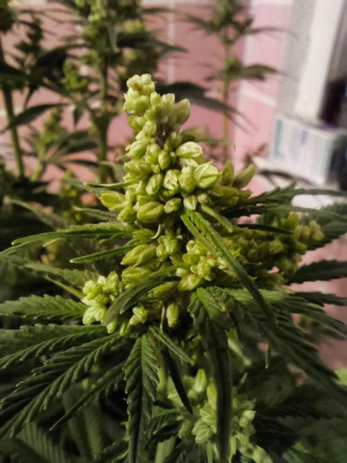 Purple #1 regular. Week 8 - Day 60