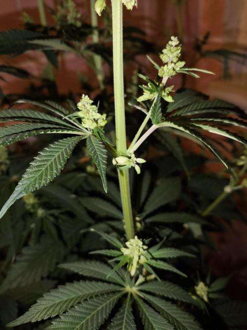 Purple #1 regular. Week 8 - Day 60