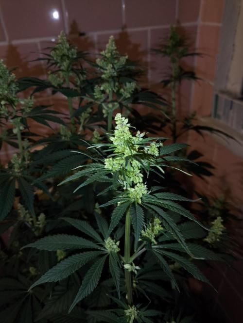 Purple #1 regular. Week 8 - Day 60 