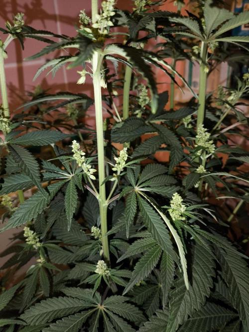 Purple #1 regular. Week 8 - Day 60