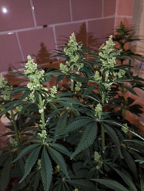 Purple #1 regular. Week 9