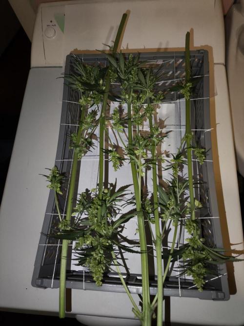 Purple #1 regular. Week 9