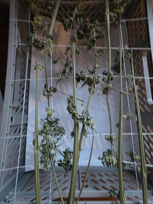 Purple #1 regular. Week 9