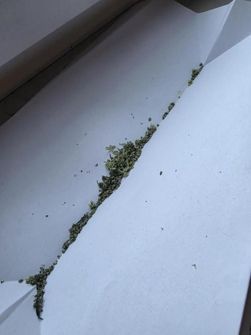 Purple #1 regular. Week 9