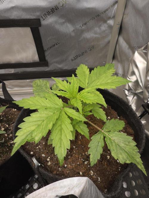 Pandora Auto - Paradise Seeds. Week 3 - Day 17