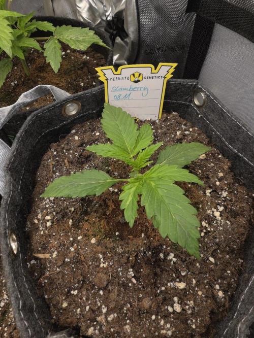 Slamberry - Speedrun Seeds. Week 2 - Day 13