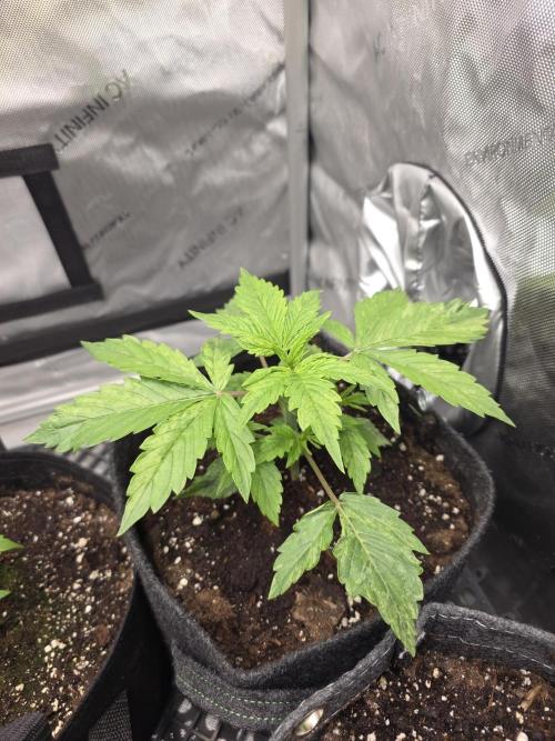 Pandora Auto - Paradise Seeds. Week 3 - Day 18
