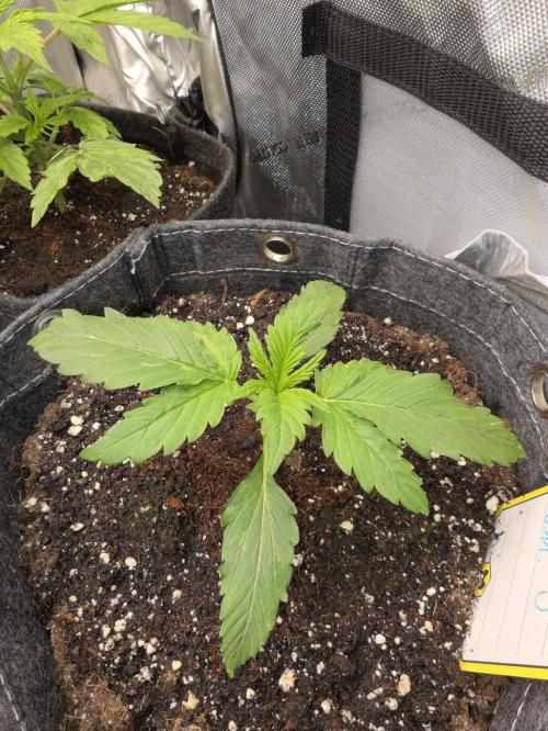 Slamberry - Speedrun Seeds. Week 2 - Day 14