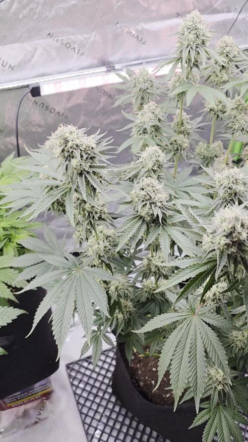 Double Stuffed Sorbet