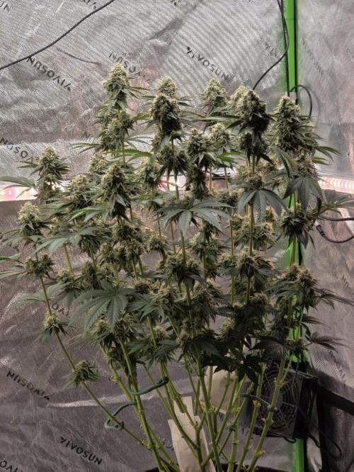 Double Stuffed Sorbet. Week 13 - Day 85 (53 on 12/12)