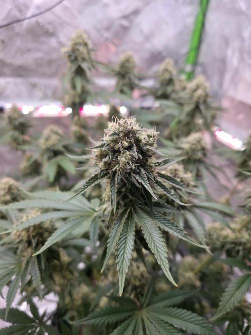 Double Stuffed Sorbet. Week 13 - Day 85