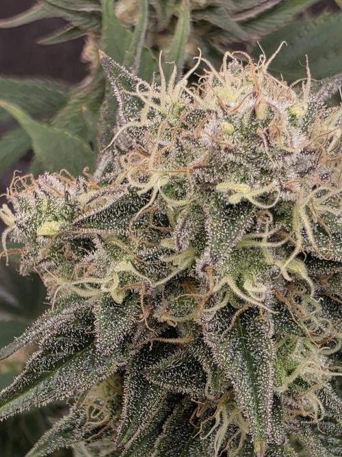 Double Stuffed Sorbet. Week 13 - Day 85