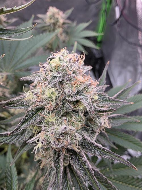 Double Stuffed Sorbet. Week 13 - Day 86