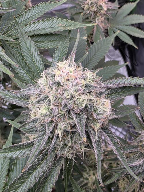 Double Stuffed Sorbet. Week 13 - Day 86