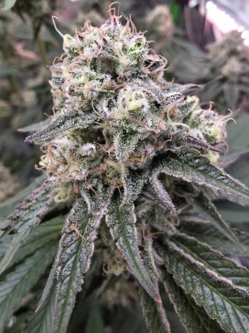 Double Stuffed Sorbet. Week 13 - Day 88