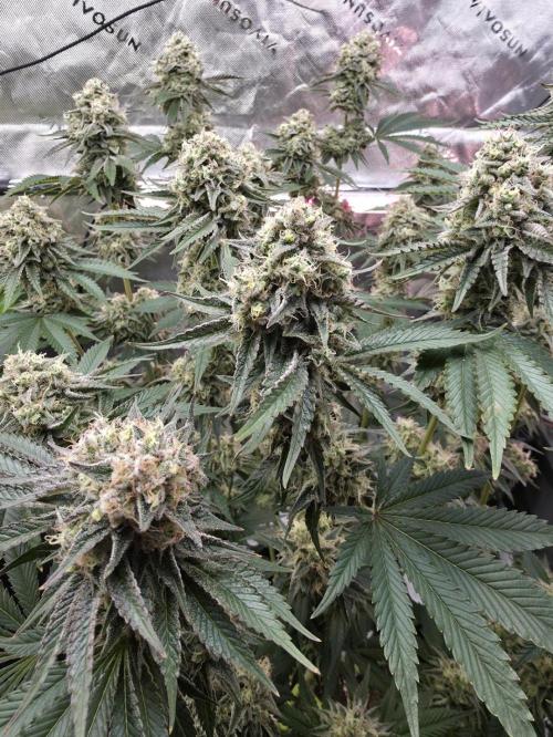 Double Stuffed Sorbet. Week 13 - Day 88