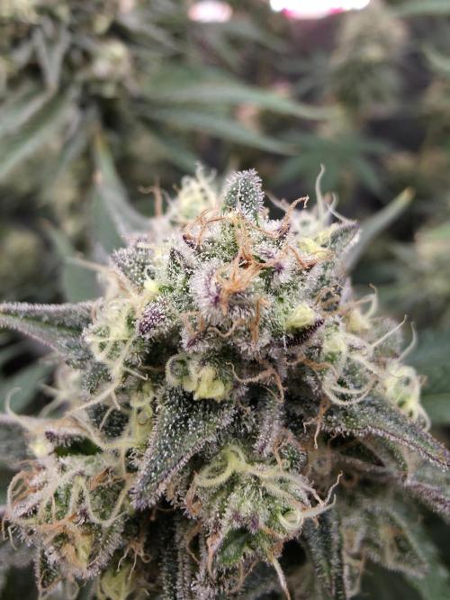 Double Stuffed Sorbet. Week 13 - Day 88