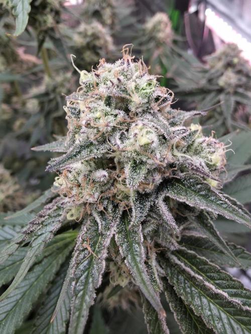 Double Stuffed Sorbet. Week 13 - Day 88