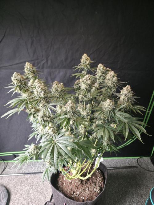 Double Stuffed Sorbet. Week 13 - Day 89