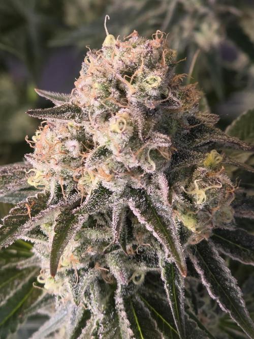 Double Stuffed Sorbet. Week 13