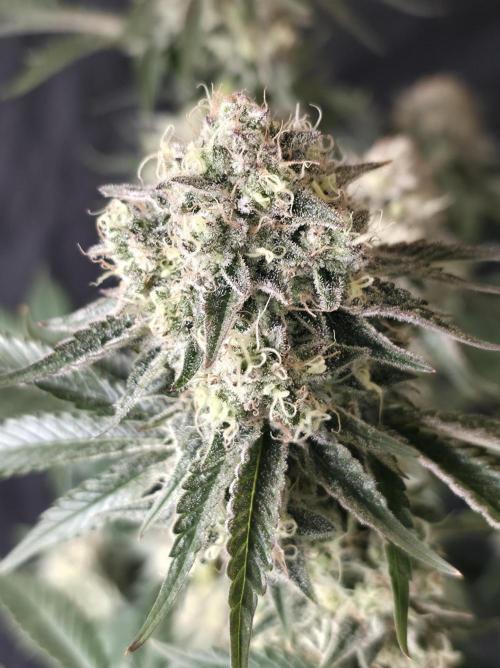 Double Stuffed Sorbet. Week 13