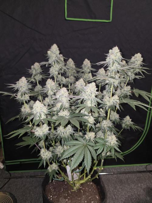 Double Stuffed Sorbet. Week 13 - Day91 (59 days on 12/12