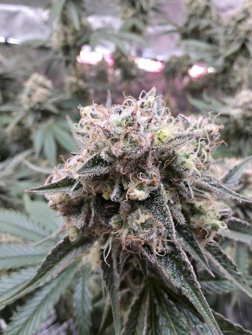 Double Stuffed Sorbet. Week 13 - Day 91