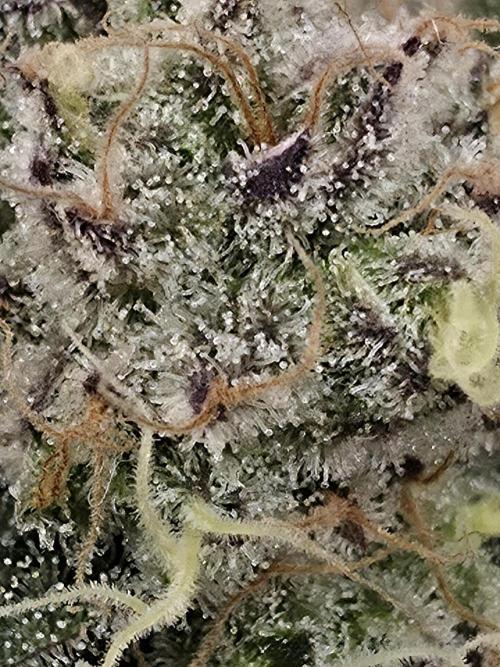 Double Stuffed Sorbet. Week 13 - Day 91