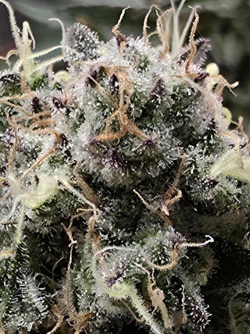 Double Stuffed Sorbet. Week 13 - Day 91