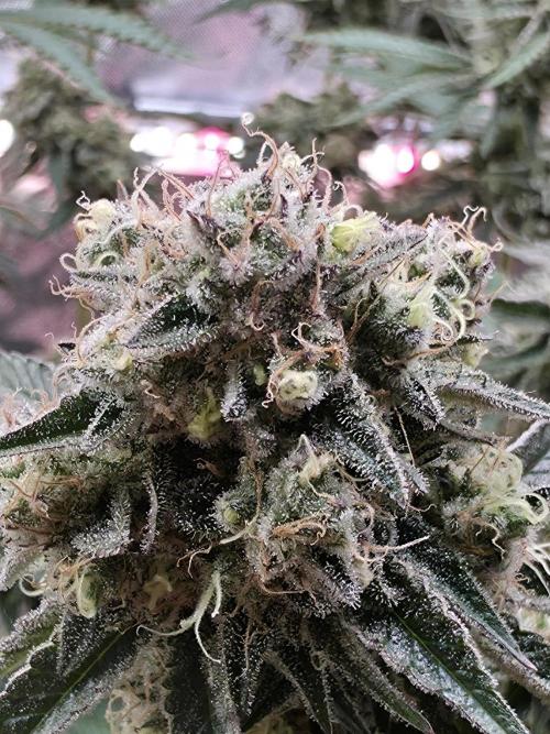 Double Stuffed Sorbet. Week 13 - Day 91