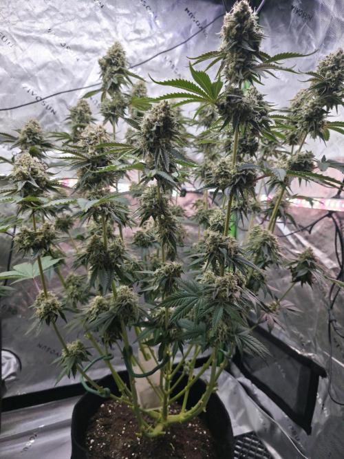 Double Stuffed Sorbet. Week 13 - Day 91