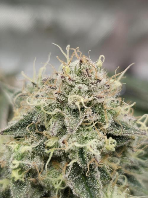 Double Stuffed Sorbet. Week 13 - Day 91