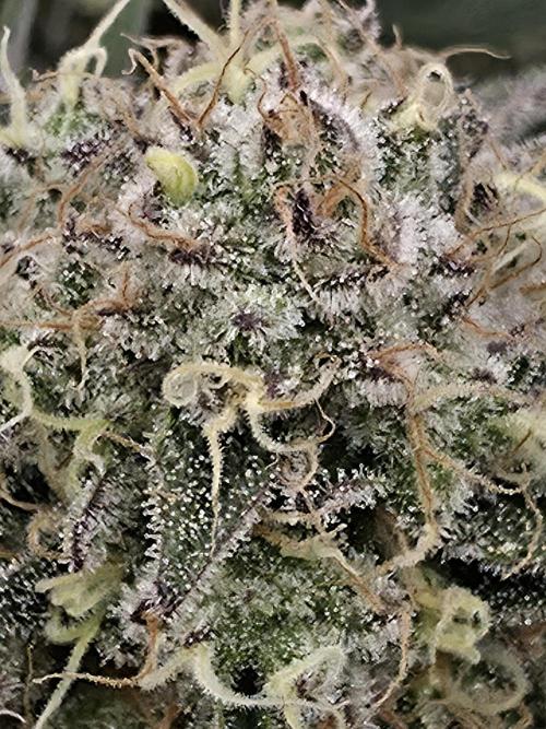 Double Stuffed Sorbet. Week 13 - Day 91