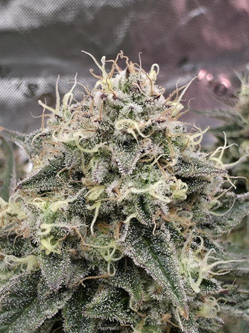 Double Stuffed Sorbet. Week 13 - Day 91