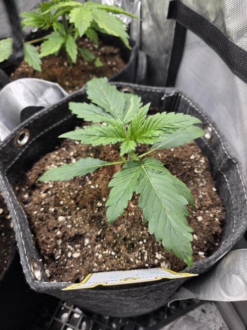 Slamberry - Speedrun Seeds. Week 3 - Day 15