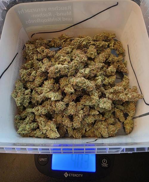 Auto Divine Rapier - Contest. Week 12