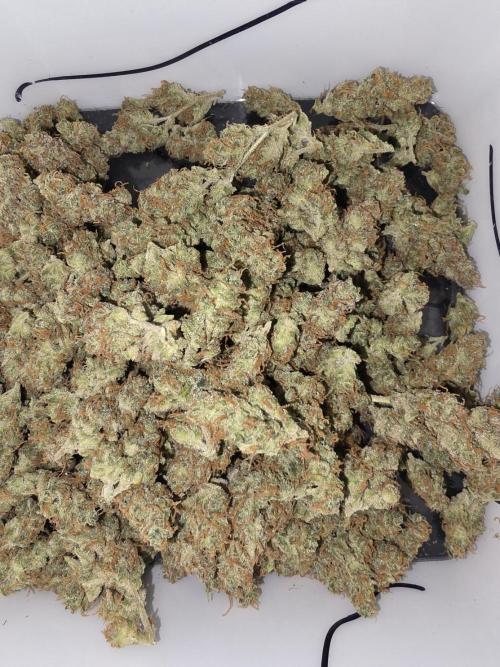 Auto Divine Rapier - Contest. Week 12