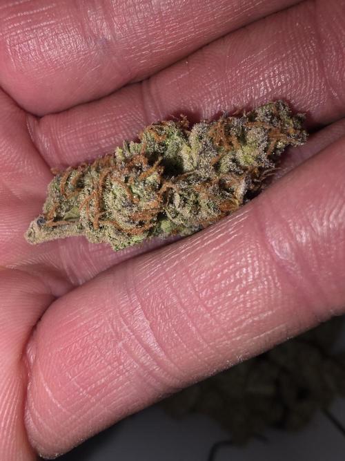 Auto Divine Rapier - Contest. Week 12