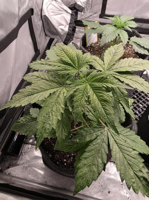 Pandora Auto - Paradise Seeds. Week 4 - Day 22