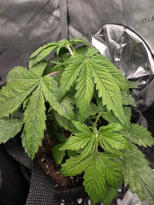 Pandora Auto - Paradise Seeds. Week 4 - Day 23