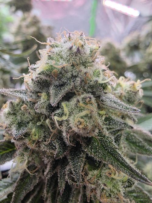 Double Stuffed Sorbet. Week 14 - Day 93