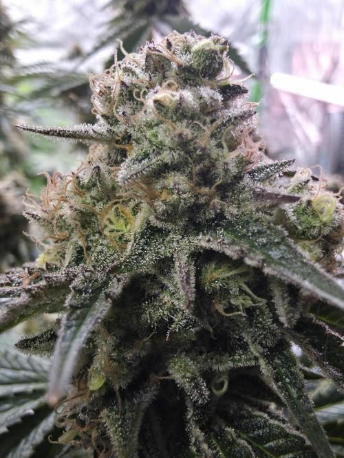 Double Stuffed Sorbet. Week 14 - Day 93