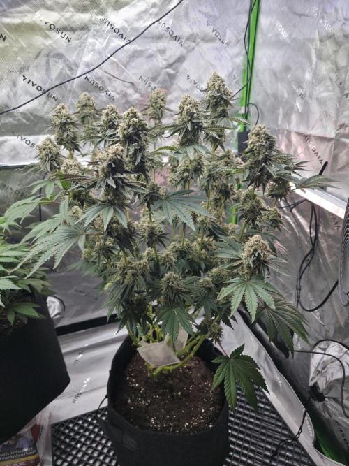 Double Stuffed Sorbet. Week 14 - Day 96