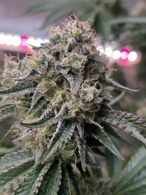 Double Stuffed Sorbet. Week 14 - Day 96