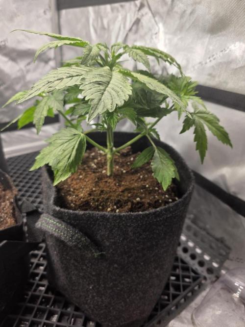 Pandora Auto - Paradise Seeds. Week 4 - Day 24