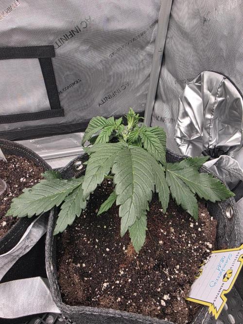 Slamberry - Speedrun Seeds. Week 3 - Day 21