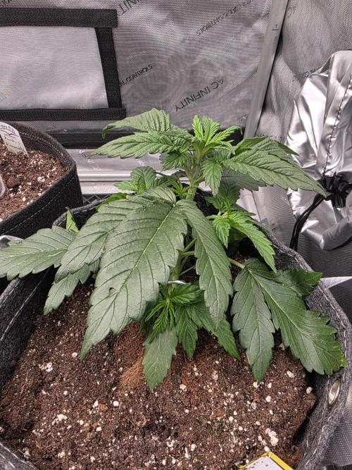 Slamberry - Speedrun Seeds. Week 4 - Day 22