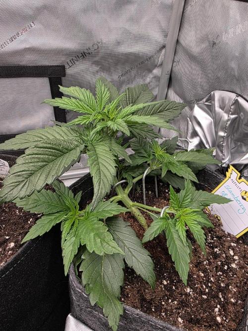 Slamberry - Speedrun Seeds. Week 4 - Day 24