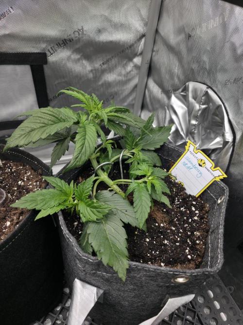 Slamberry - Speedrun Seeds. Week 4 - Day 23